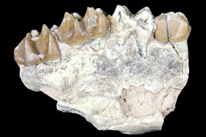 Oreodont (Merycoidodon) Jaw Section - South Dakota #128134